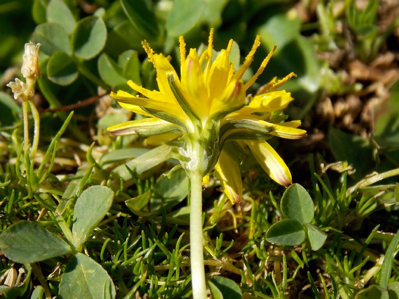 Taraxacum glaciale / Tarassaco appenninico